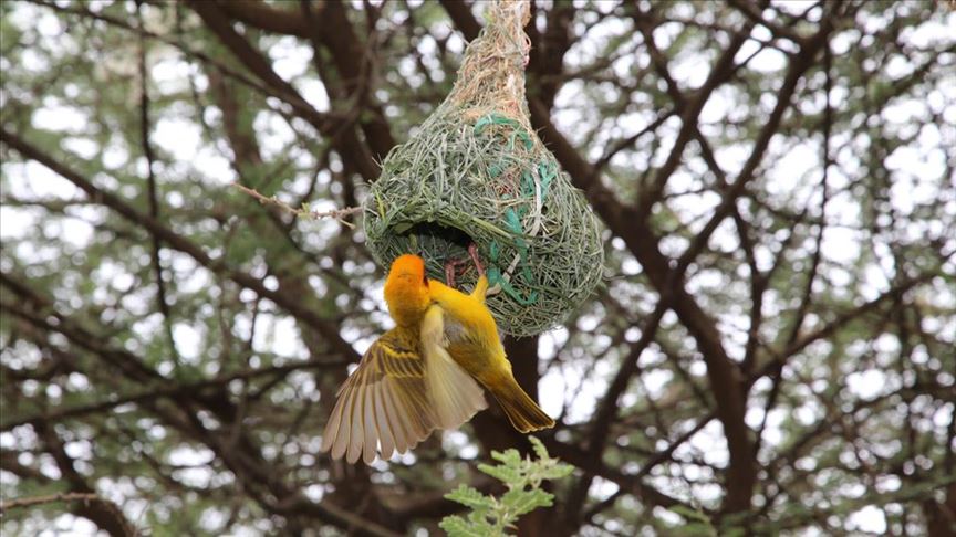 Птиците ткајачки градат гнезда како инженери