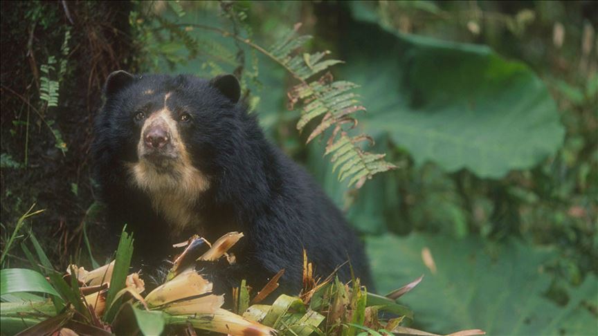 Lanzan iniciativa para salvar el oso andino en Colombia