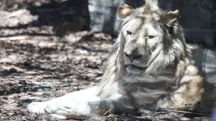Les premiers Lions Blancs de Turquie