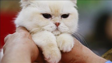 Nueva York está cerca de prohibir la amputación de garras de gatos