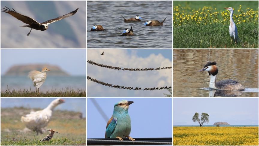 Van Gölü Havzası'nda koruma çalışmalarıyla kuş türü sayısı arttı