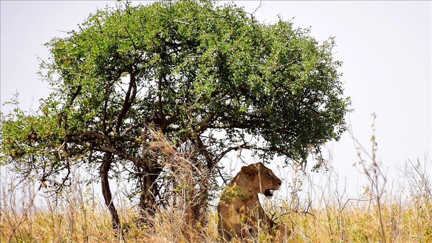 Sudáfrica: 14 leones escaparon del parque natural más grande del país