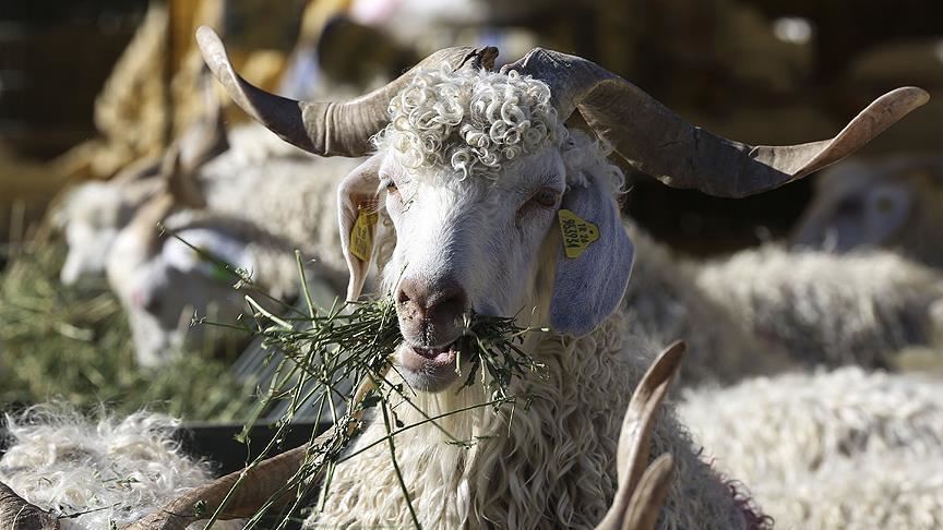 US: Animal rights group slams Muslim ritual