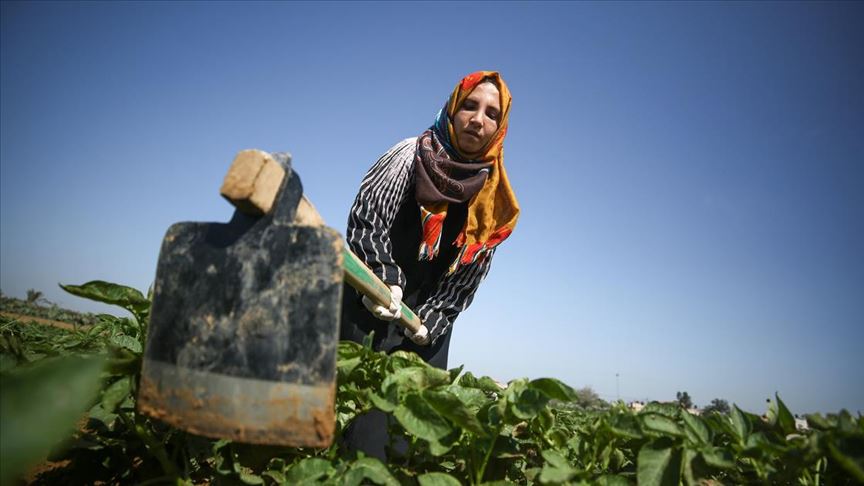 Gazzeli kadınlar İsrail sınırında patates yetiştiriyor