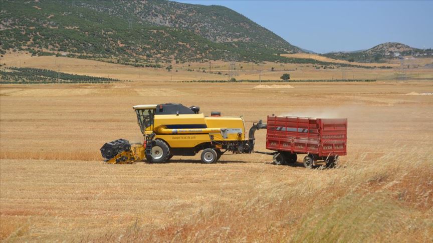 Gaziantep'te buğday hasadına başlandı