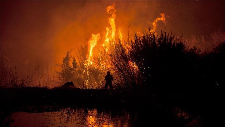 40 ribu hektar pertanian di Irak hangus terbakar dalam sebulan terakhir