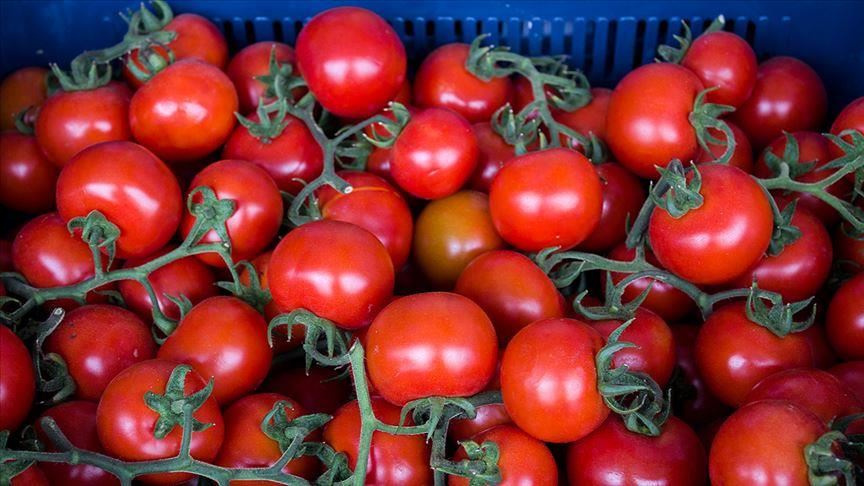 Рост турецкого экспорта томатов в Россию превысил 180% 