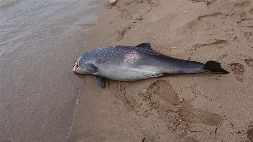 На американскиот брег се насукаа 261 делфин