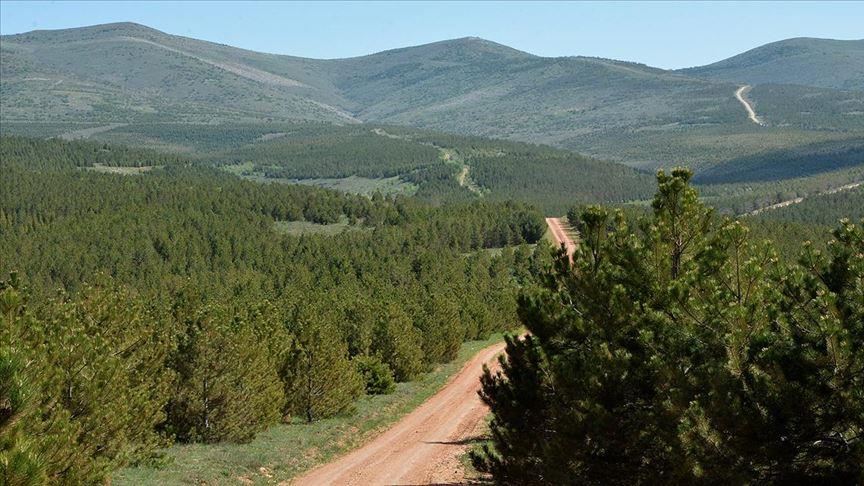 Turkey number 3 worldwide in growing forestland