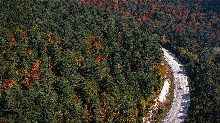 Turquía ocupa el tercer lugar a nivel mundial en crecimiento de tierras forestales