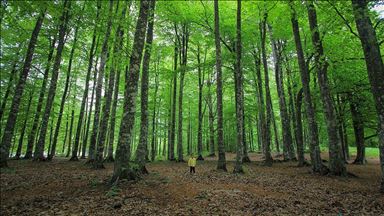 Turkey number 3 worldwide in growing forestland
