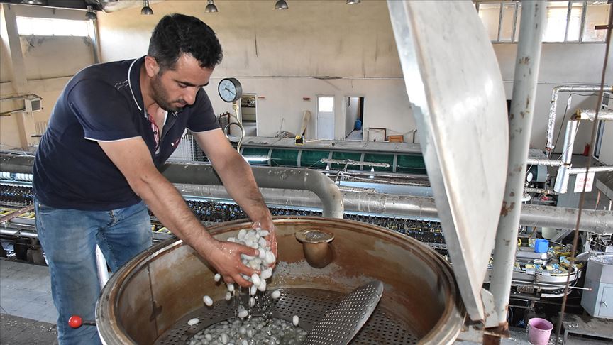 Diyarbakır Türkiye'nin yaş koza üretim merkezi oldu