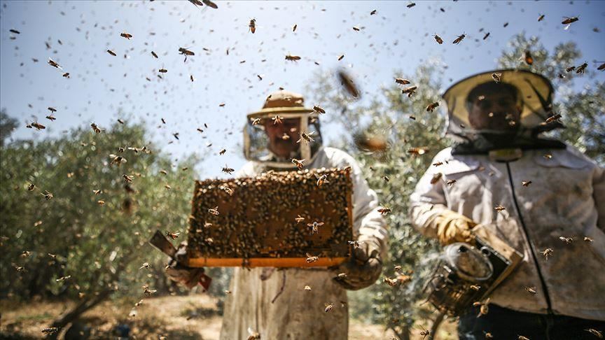Европската Унија со финансиска поддршка за пчеларството