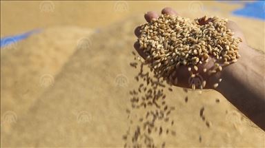 "گەنمی ئەمساڵ لە رووی بڕ و جۆرەکەیشییەوە باش نییە"