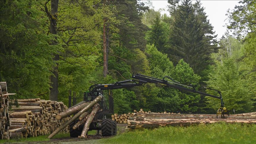 World's forest areas in decline