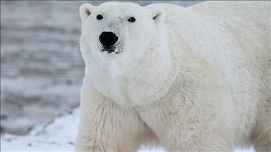Polar bear covered 1,500 km in search of food