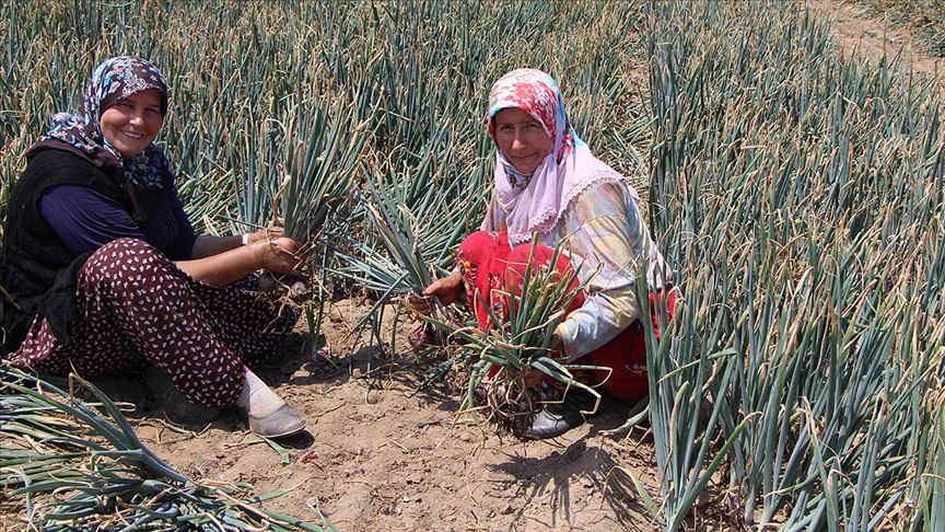 'Balık soğanı' üreticisi 2 bin ton rekolte bekliyor