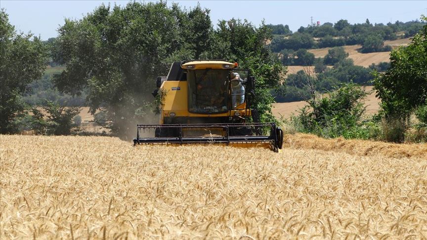 Tekirdağ'da buğday hasadı başladı