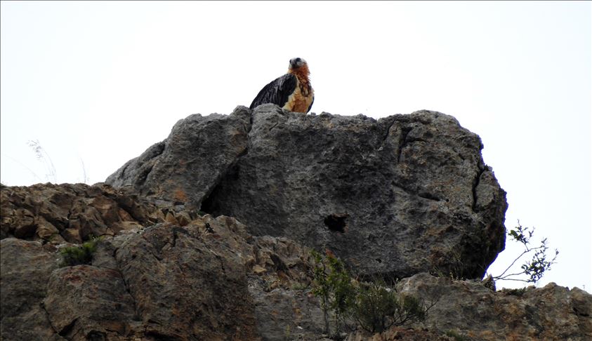 Turquie: un vautour barbu aperçu à Gumushane 