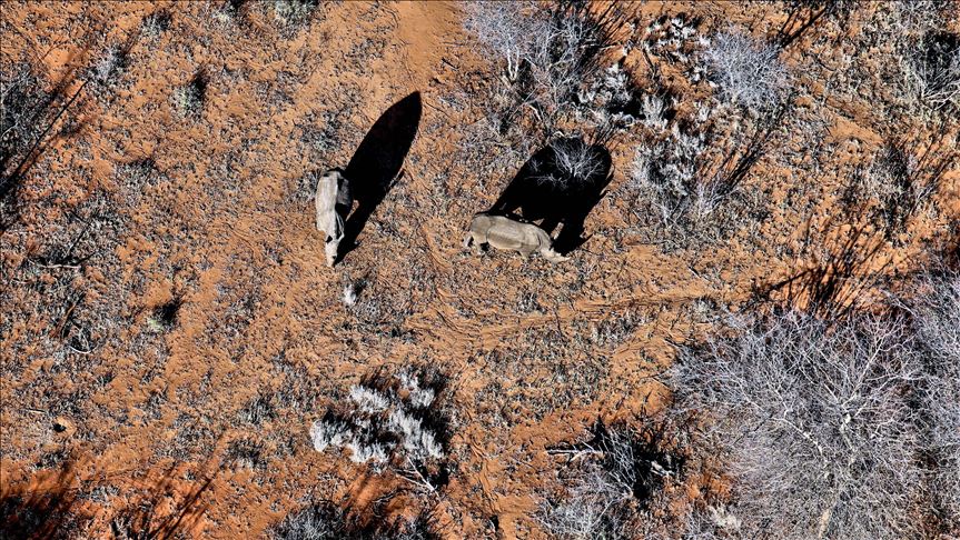5 endangered black rhinos flown from Europe to Rwanda