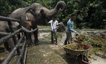 Elephant poo paper, kertas ramah lingkungan dari kotoran gajah