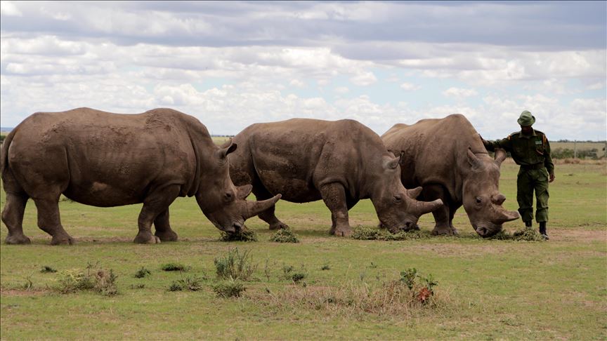 Cinco rinocerontes negros en peligro de extinción llegan a Ruanda