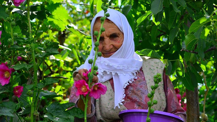 Hatmi çiçeğinin 'şifa' yolculuğu