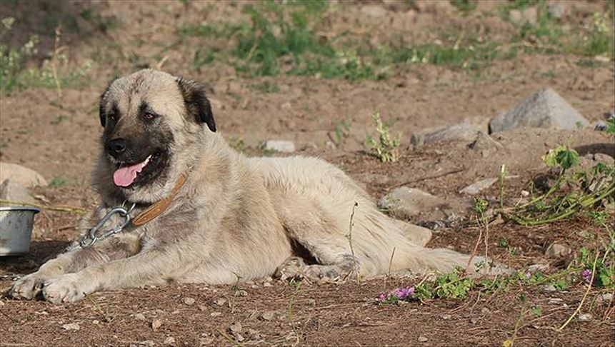خروج تومور 5 کیلویی از شکم یک سگ در ترکیه 