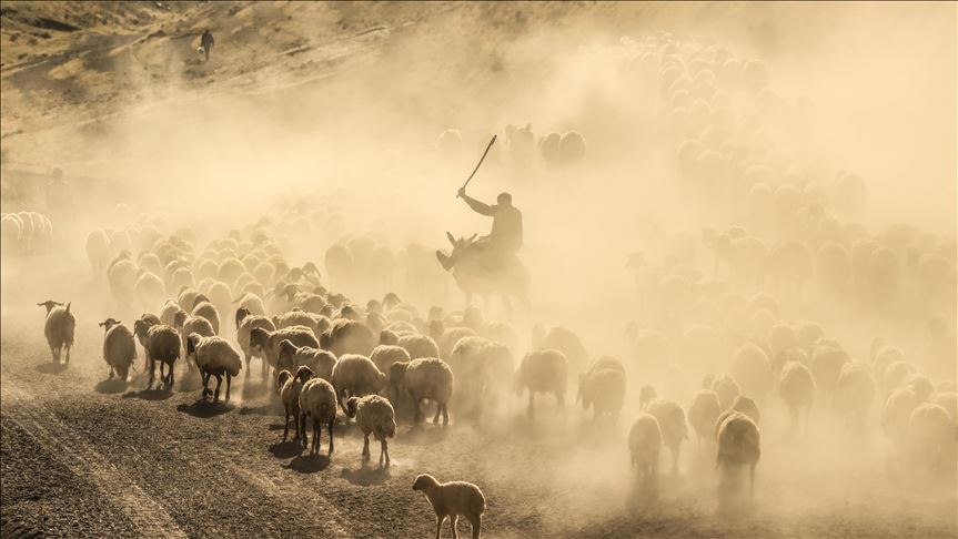 Turquie: Le voyage "poussiéreux" des troupeaux vers le Mont Nemrut