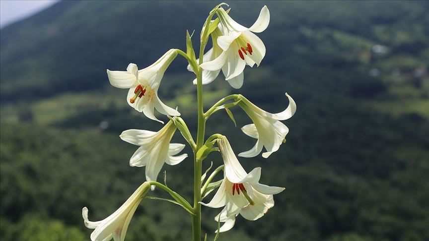 Endemic lily attracts photographers attention in Turkey