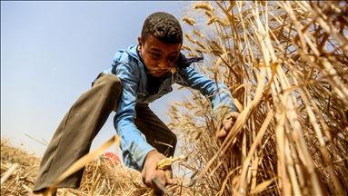 African leaders discuss digitalization of agriculture