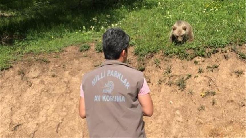 Lost bear cub reunited with mother in NE Turkey