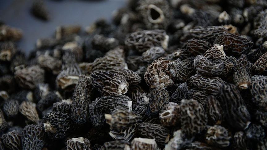 Gourmet lovers hunt for Turkey’s morel mushrooms