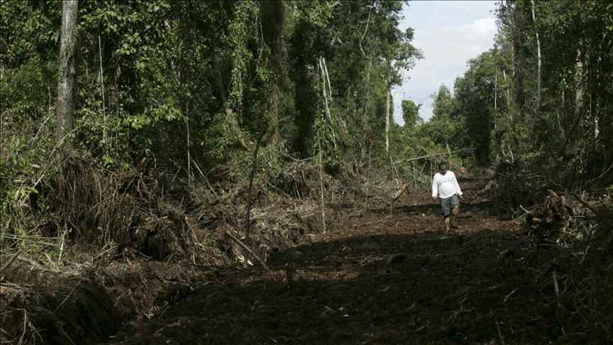 Deforestación, cambio climático y urbanización amenazan los trópicos del mundo