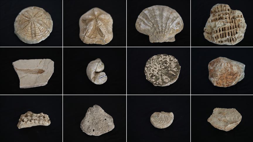 Biyoloji öğretmeninin 'fosil koleksiyonu'
