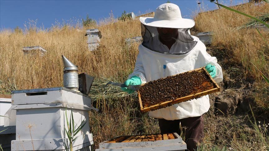 Turkey: Bee glue provides extra income for producers