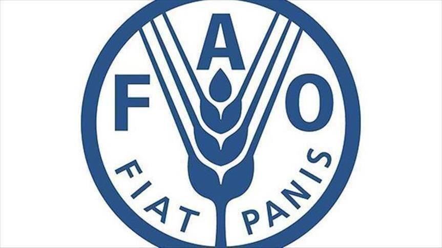"فاو": تراجع طفيف في أسعار الأغذية العالمية خلال يونيو