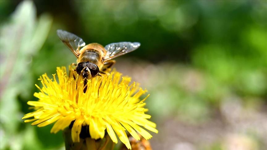 Zašto su pčele važne