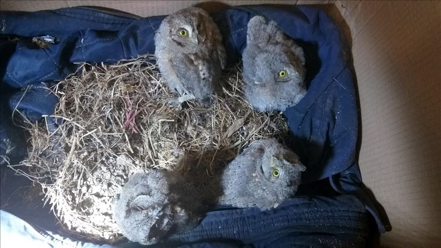 Turquie Des Bebes Hiboux Coinces Dans Un Tuyau Sauves A Sivas Turquie Des Bebes Hiboux Coinces Dans Un Tuyau Sauves A Sivas