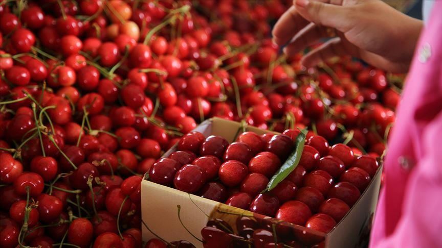 Турция наращивает экспорт черешни в Китай 