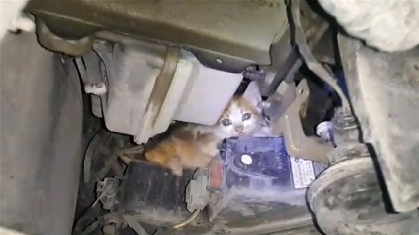 Makam aracında 'yavru kedi kurtarma' operasyonu