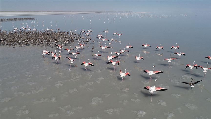 Turkey: Salt Lake welcomes thousands of flamingo chicks