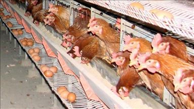 Turkey's chicken meat production down in May