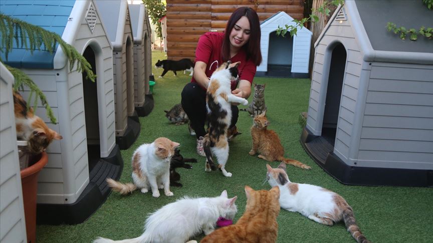 Filistin'de 'Hiba'nın Barınağı' sokak kedileri için güvenli bir ev