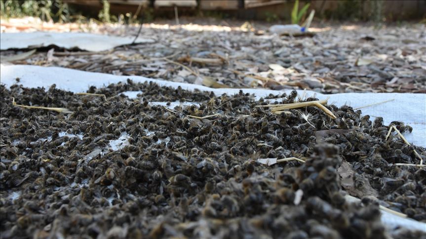 میلیون‌ها زنبور عسل در کرکوک عراق تلف شدند