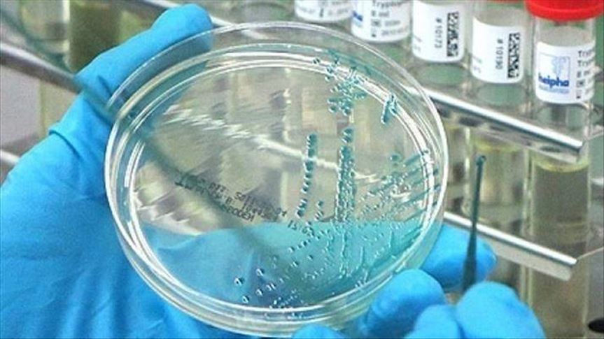 Brote de gripe porcina en Birmania deja 54 muertos