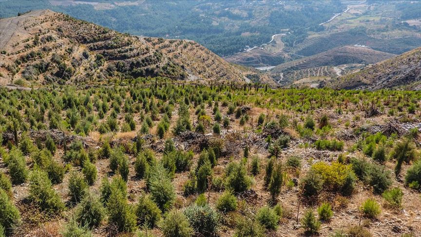 BOTAŞ 1 milyon 200 bin metrekarelik alanı ağaçlandıracak