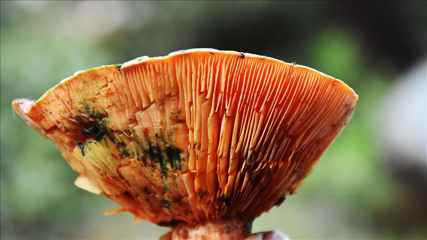 Труење со печурки во Мексико, починаа 5 лица