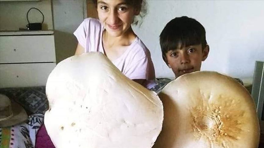 Kars'ta 3 kilogramlık dev mantar bulundu
