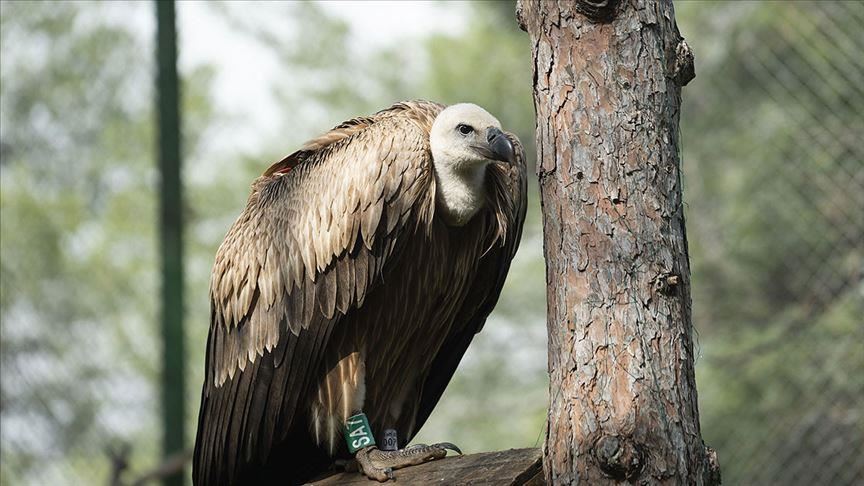 Turkish Cargo moves endangered vulture to Serbia